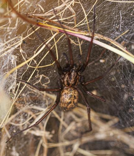 Réf. 342 989 : Eratigena sp.
